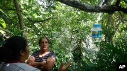 ہندراس میں ڈینگی مار مچھروں سے بھرا ایک جار درخت سے لٹکا ہوا ہے ۔ ان مچھروں کو کمیونٹی نے خود پید اکیا ہے، فوٹو اے پی ،23 اگست 2023 د