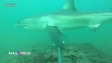 Cá mập gần bờ không cản chân du khách ở các bãi biển Nam California