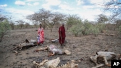 Bò chết vì hạn hán tại làng Langeruani gần Hồ Magadi, ở Kenya, ngày 9/11/2022.