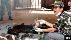 Xác một con hổ con phát hiện tại Đền Hổ ở tỉnh Kanchanaburi, Thái Lan, ngày 1/6/2016.