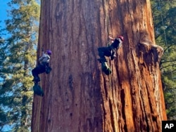 ماہرین کی ٹیم دنیا کے سب سے قدیم درخت کی صحت کے معائنے کے لیے رسیوں کی مدد سے اس پر چڑھ رہی ہے۔