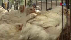 پاکستان میں مرغی اتنی مہنگی کیوں ہو رہی ہے؟
