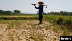 Tình trạng hạn hán đang tác động tiêu cực lên nông nghiệp, lâm nghiệp và ngư nghiệp Việt Nam.