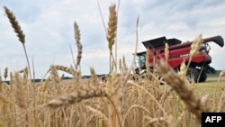 Thu hoạch lúa mì ở gần làng Kivshovata, vùng Kyiv, Ukraine, tháng 7/2023 (Sergei SUPINSKY / AFP).