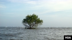 Sạt lở rừng ven biển gây mất đất đai tại huyện Phú Tân tỉnh Kiên Giang. [photo by PanNature VN 2012]