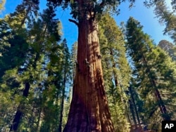 کیلی فورنیا کے اس نیشنل پارک میں دو ہزار سال سے زیادہ پرانے ہزاروں درخت موجود ہیں۔