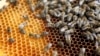 Hoa Kỳ cắt giảm mạnh thuế chống bán phá giá đối với mật ong Việt Nam