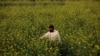 کسانوں کا قومی دن: زرعی ملک ہونے کے باوجود پاکستان کے کاشت کار خوش حال کیوں نہیں؟