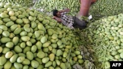 بھارت میں ایک کسان آموں کی بولی کے لئے منڈی میں موجود ہے۔ فائل فوٹو اے ایف پی