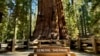 کیلی فورنیا کے صنوبر کے نیشنل پارک میں دنیا کا سب سے پرانا اور سب سے اونچا درخت جنرل شرمن پر نصب تختی۔ اس کی عمر تقریباً 2200 سال، اونچائی 280 فٹ کے لگ بھگ اور وزن کا تخمینہ 42 لاکھ پونڈ ہے۔