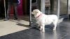وفا کی ایک اور مثال: کتا کئی دن تک زیر علاج مالک کا اسپتال کے باہر انتظار کرتا رہا